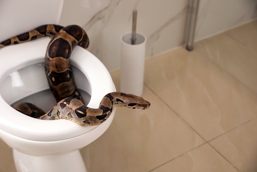 how to prevent a snake in your toilet bowl .jpg